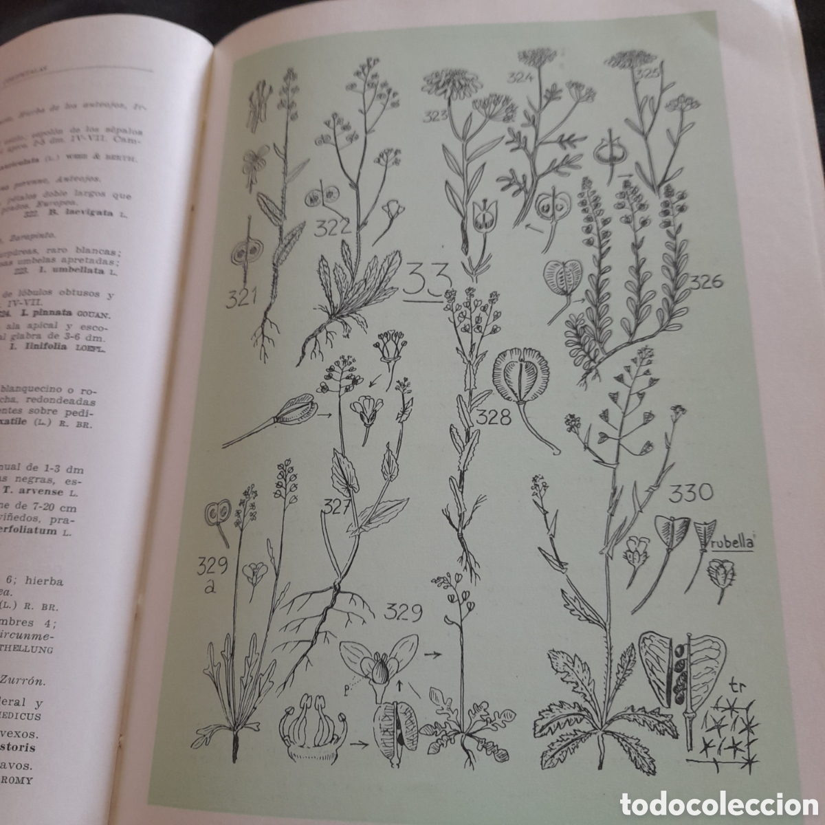 Libros de segunda mano: Flora b&aacute;sica. Emilio Guinea - Foto 5