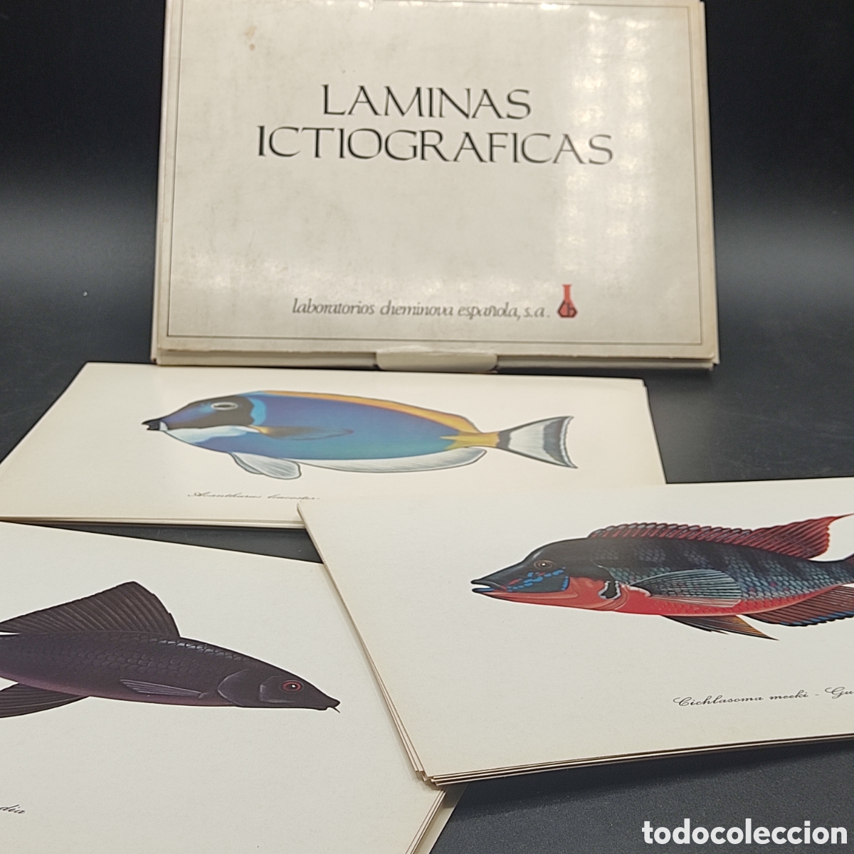 Libri di seconda mano: LAMINAS ICTIOGRAFICAS. ALBUM COMPLETO 45 LAMINAS DE PECES. 23x16,5cms