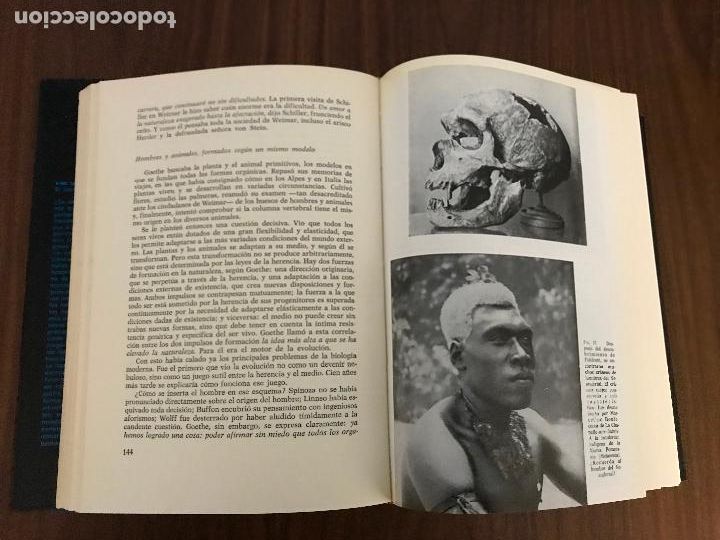 Libros de segunda mano: TRAS LAS HUELLAS DE AD&Aacute;N ,HERBERT WENDT , EDITORIAL NOGUER - Foto 3