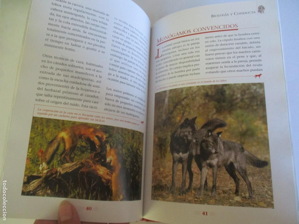 Libros de segunda mano: ANIMALES S.L. Hermano lobo W12274 - Foto 3
