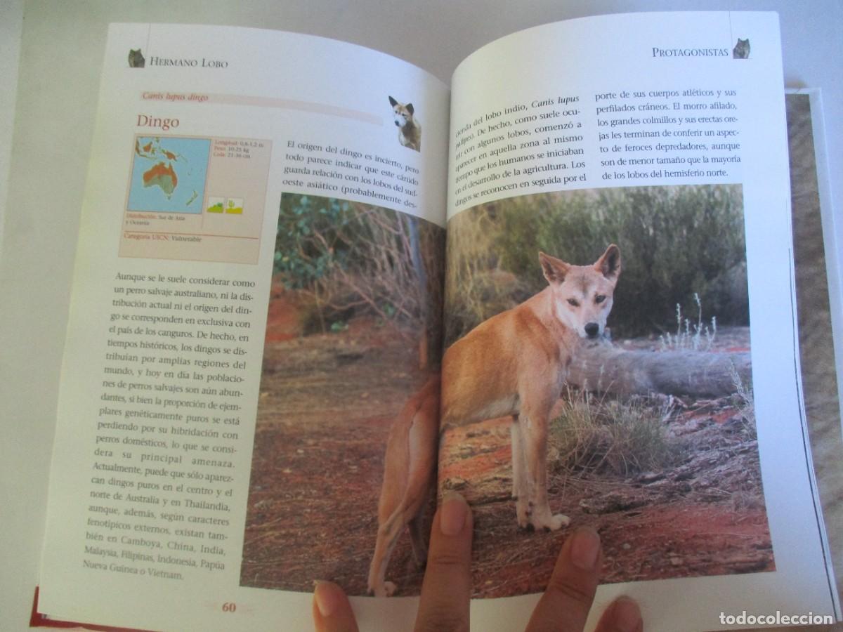 Libros de segunda mano: ANIMALES S.L. Hermano lobo W12274 - Foto 4