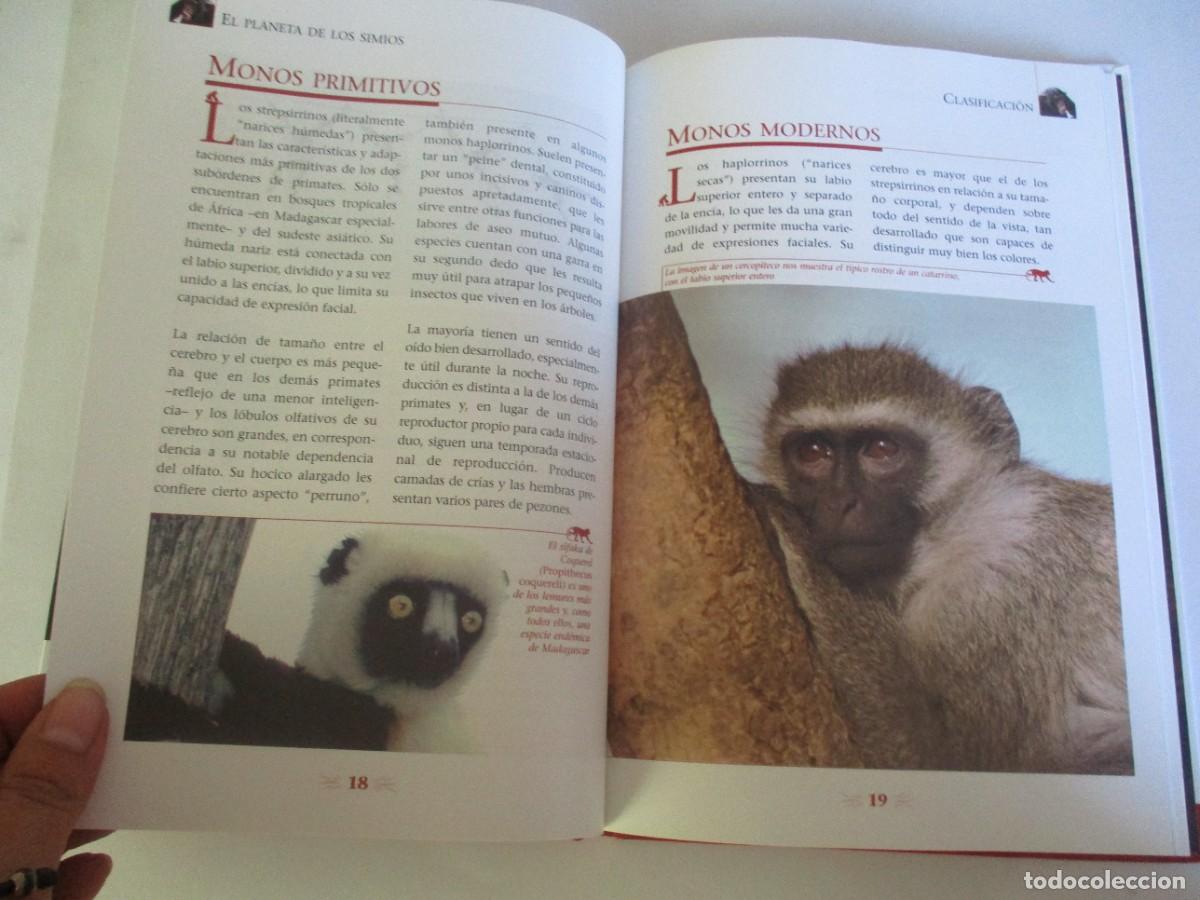 Libros de segunda mano: ANIMALES S.L. El planeta de los simios. Prosimios, monos y simios W22278 - Foto 3