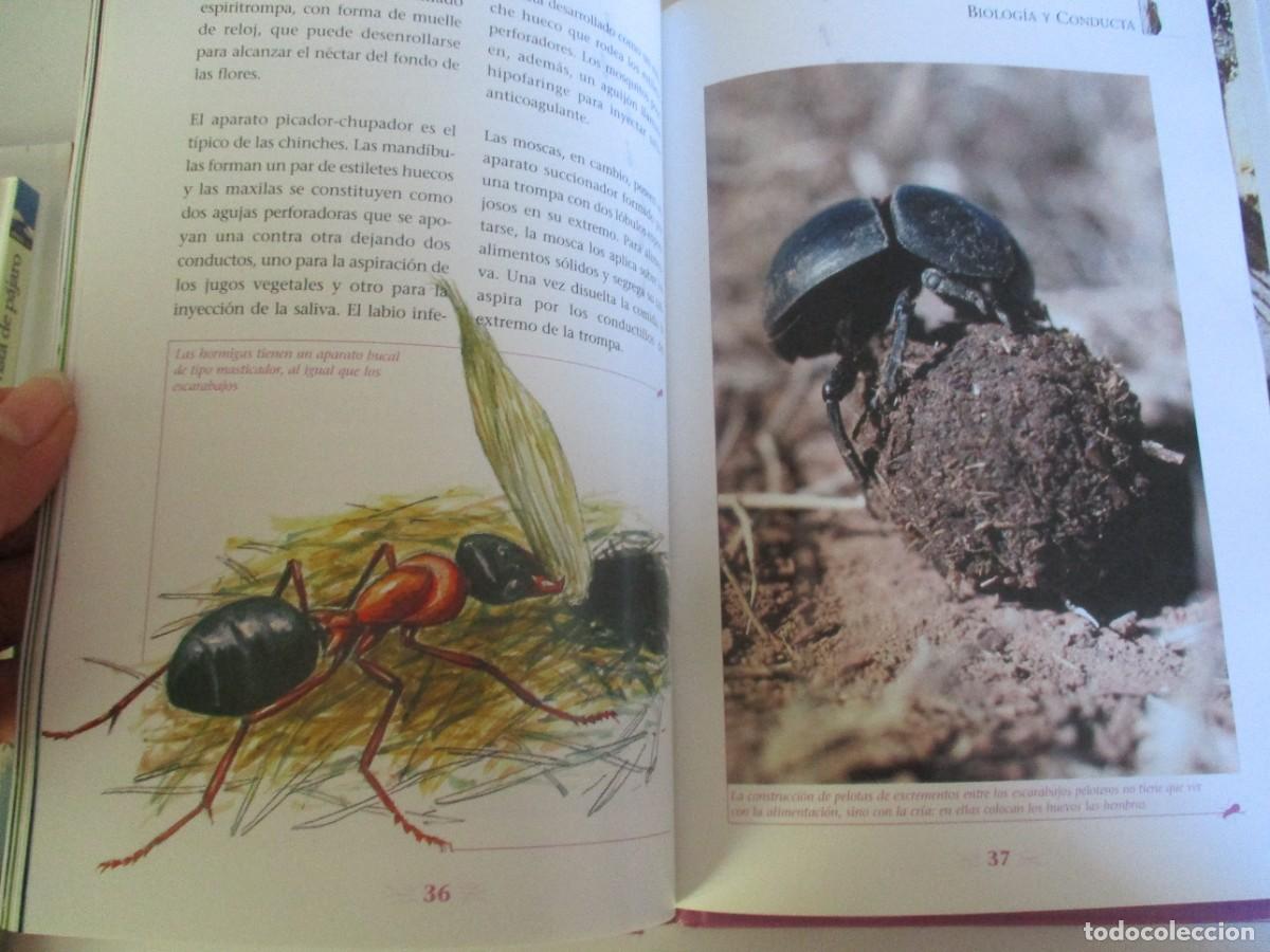 Libros de segunda mano: ANIMALES S.L. Microcosmos. Insectos W22280 - Foto 3