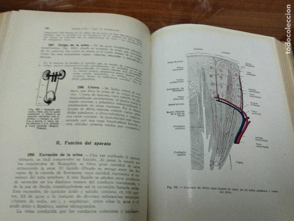 Libros de segunda mano: Manual completo de Biolog&iacute;a moderna. Macroscop&iacute;a y microscop&iacute;a. J. Pujiula. - Foto 2