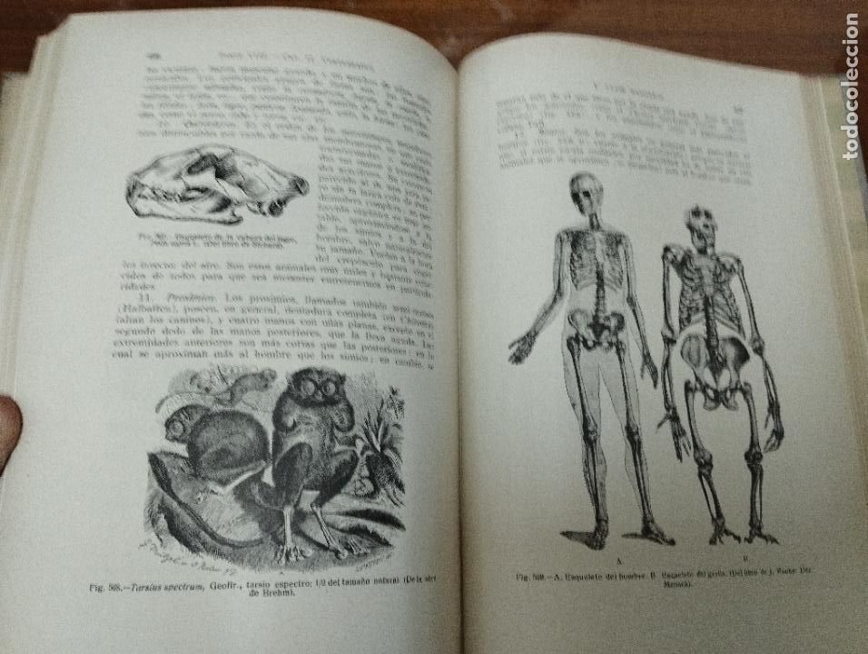 Libros de segunda mano: Manual completo de Biolog&iacute;a moderna. Macroscop&iacute;a y microscop&iacute;a. J. Pujiula. - Foto 4