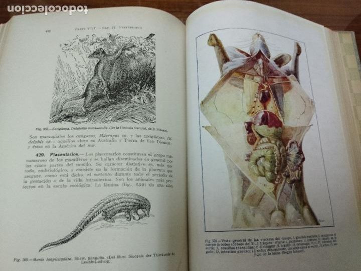 Libros de segunda mano: Manual completo de Biolog&iacute;a moderna. Macroscop&iacute;a y microscop&iacute;a. J. Pujiula. - Foto 5