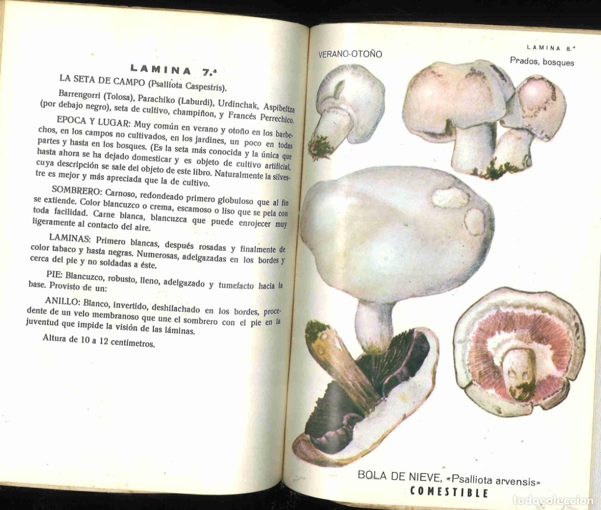 Libros de segunda mano: Las setas. Andr&eacute;s Buesa. 1967 - Foto 2