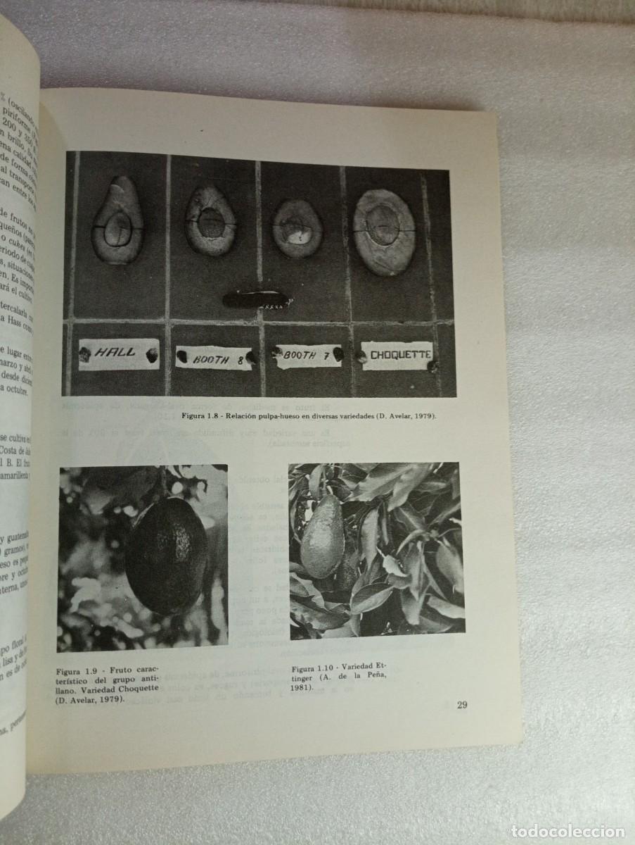 Libros de segunda mano: EL AGUACATE - Florencio Rodr&iacute;guez Suppo - Foto 2