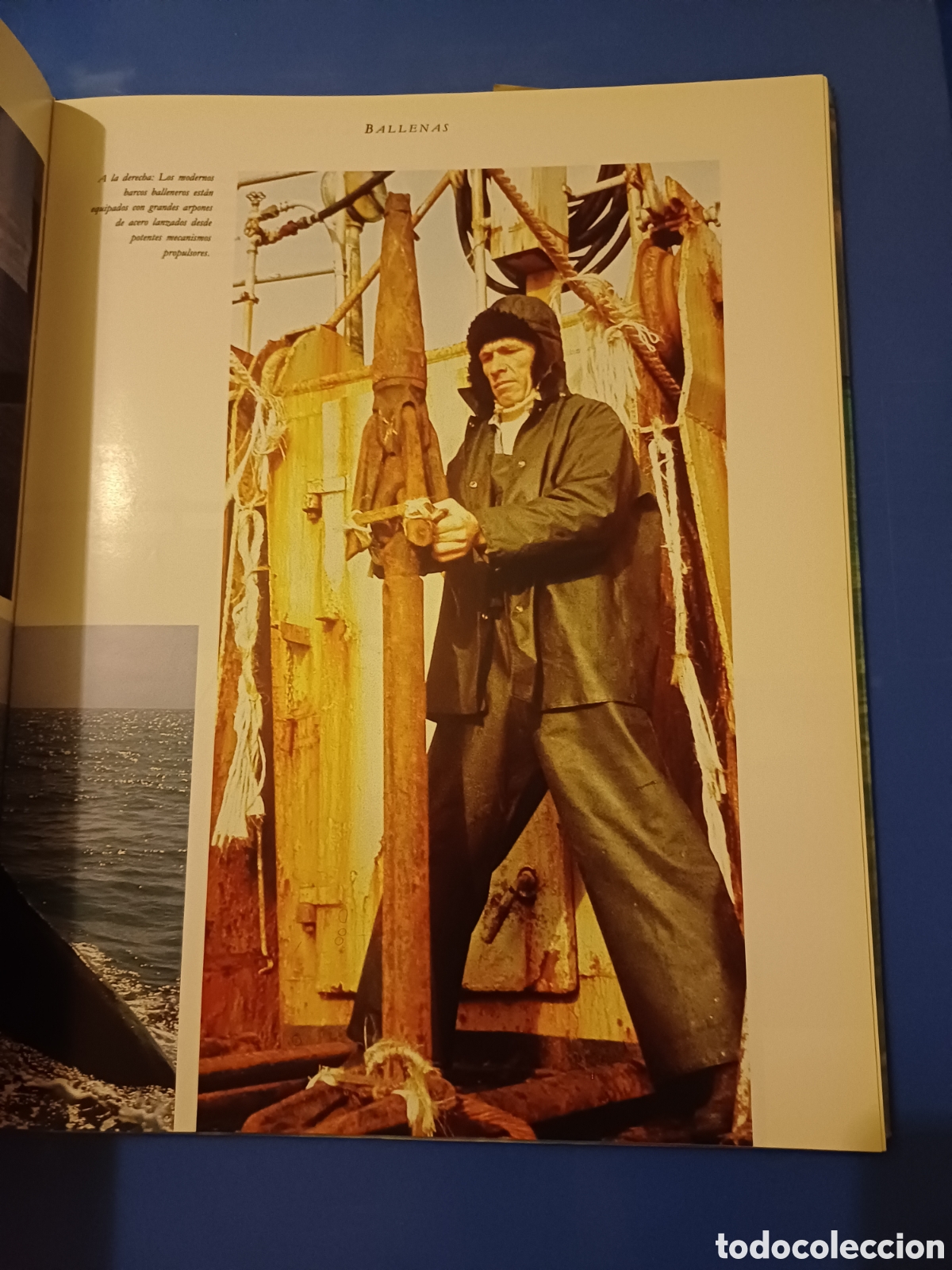 Libros de segunda mano: Ballenas delfines tiburones Los reyes de los oceanos Michael Bright - Foto 2