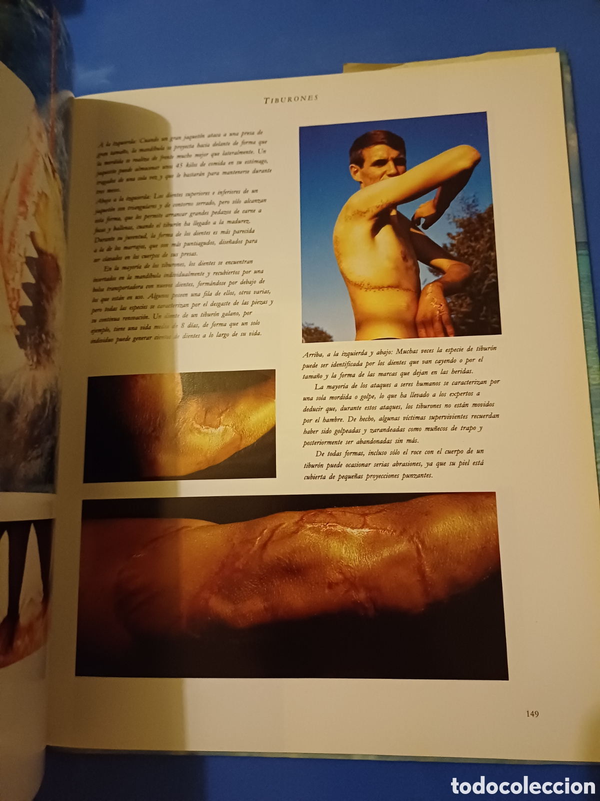 Libros de segunda mano: Ballenas delfines tiburones Los reyes de los oceanos Michael Bright - Foto 3