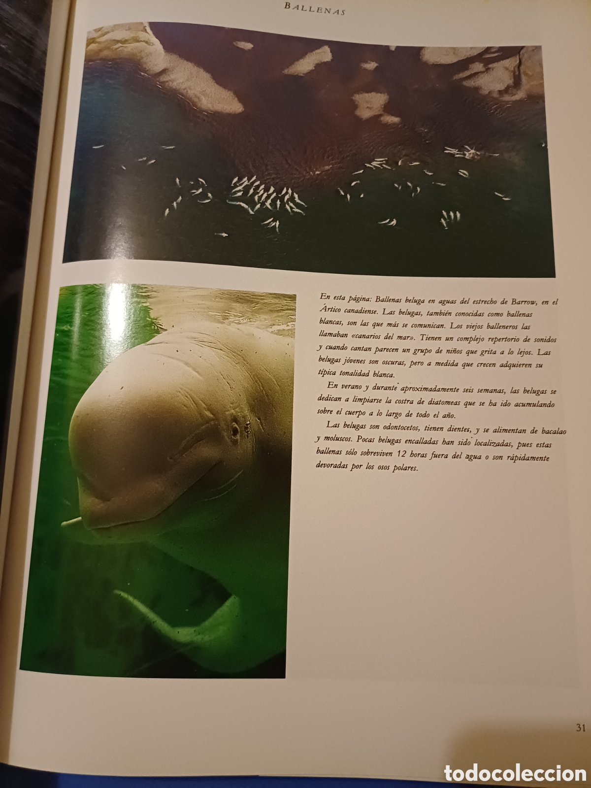 Libros de segunda mano: Ballenas delfines tiburones Los reyes de los oceanos Michael Bright - Foto 4