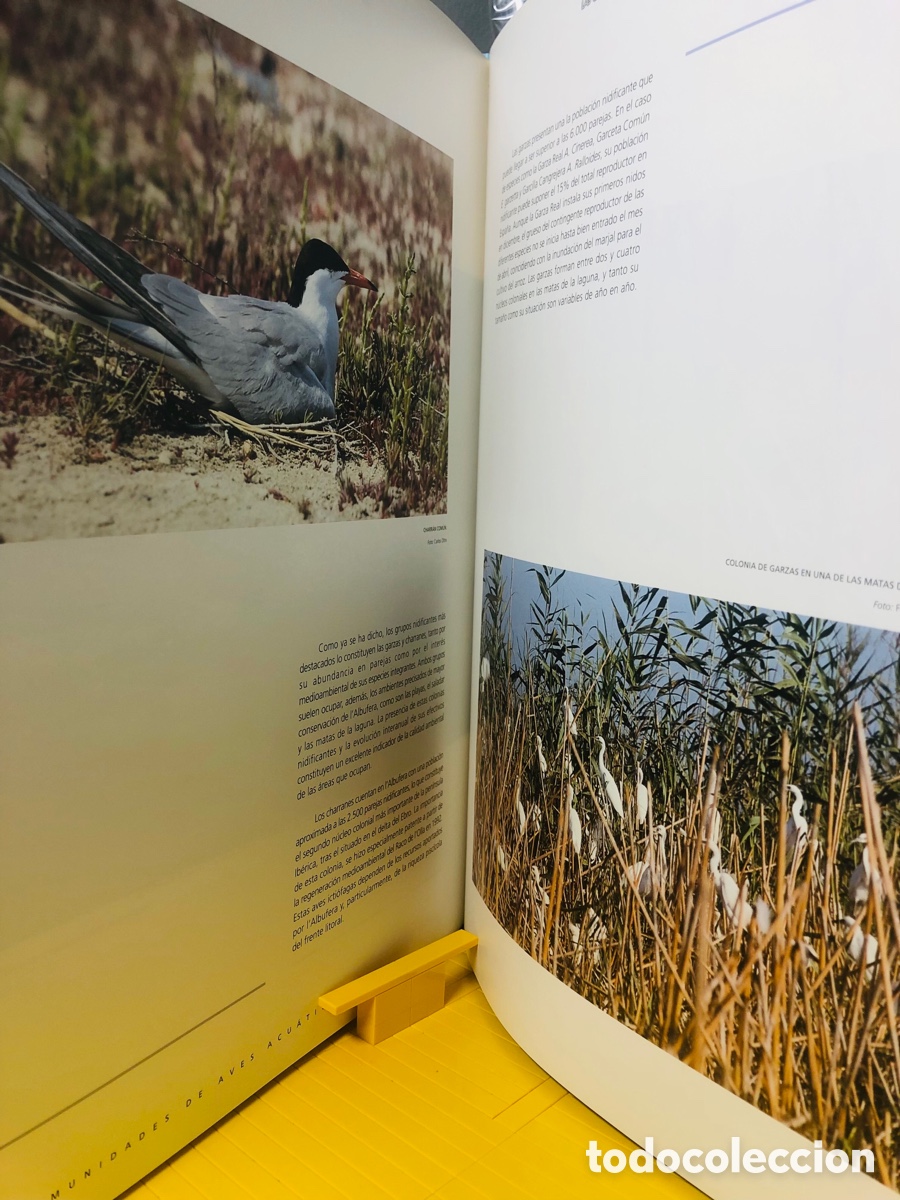 Libros de segunda mano: LAS AVES DE L&acute;&Aacute;LBUFERA DE VALENCIA - Foto 8
