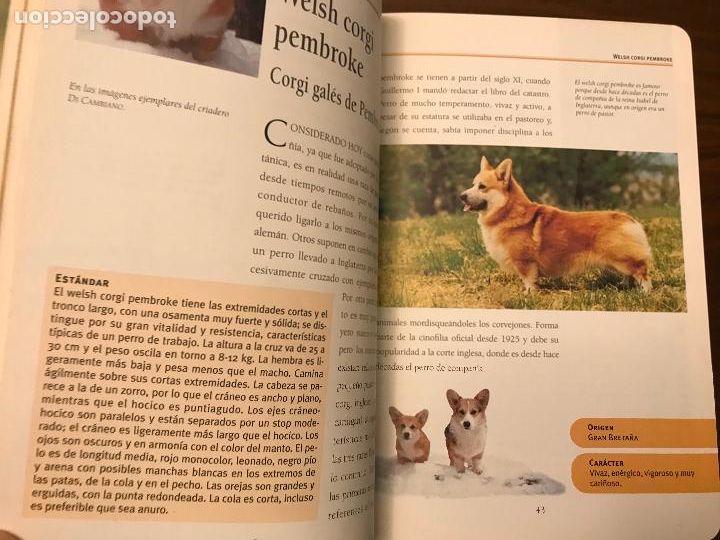 Libros de segunda mano: PERROS LAS RAZAS , GU&Iacute;A DEL AFICIONADO , EDITORIAL SUSAETA - Foto 5