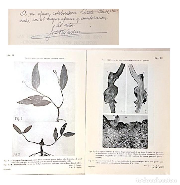 Libri di seconda mano: Eucaliptos : Las formaciones tumorales de tipo &rdquo;Crown-Gall&rdquo; (con aut&oacute;grafo)