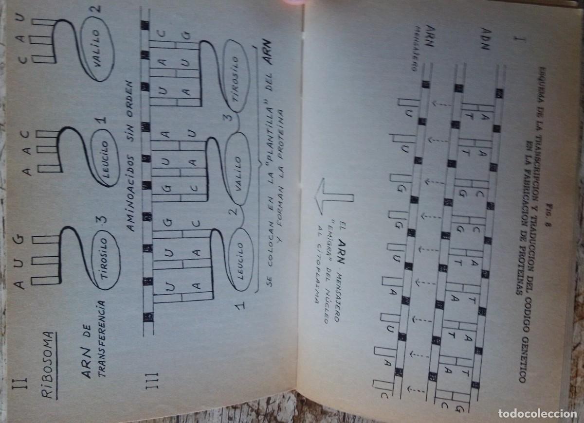 Libros de segunda mano: &iquest;Qu&eacute; es la evoluci&oacute;n? J. M&ordf; Benavente - Foto 3