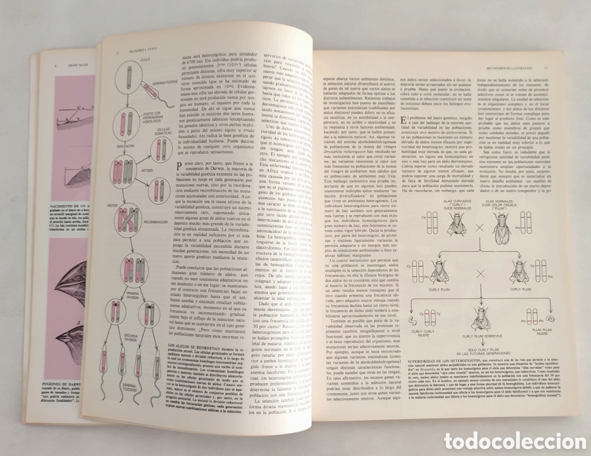 Libros de segunda mano: Libros de investigaci&oacute;n y Ciencia. Evoluci&oacute;n. - Foto 6