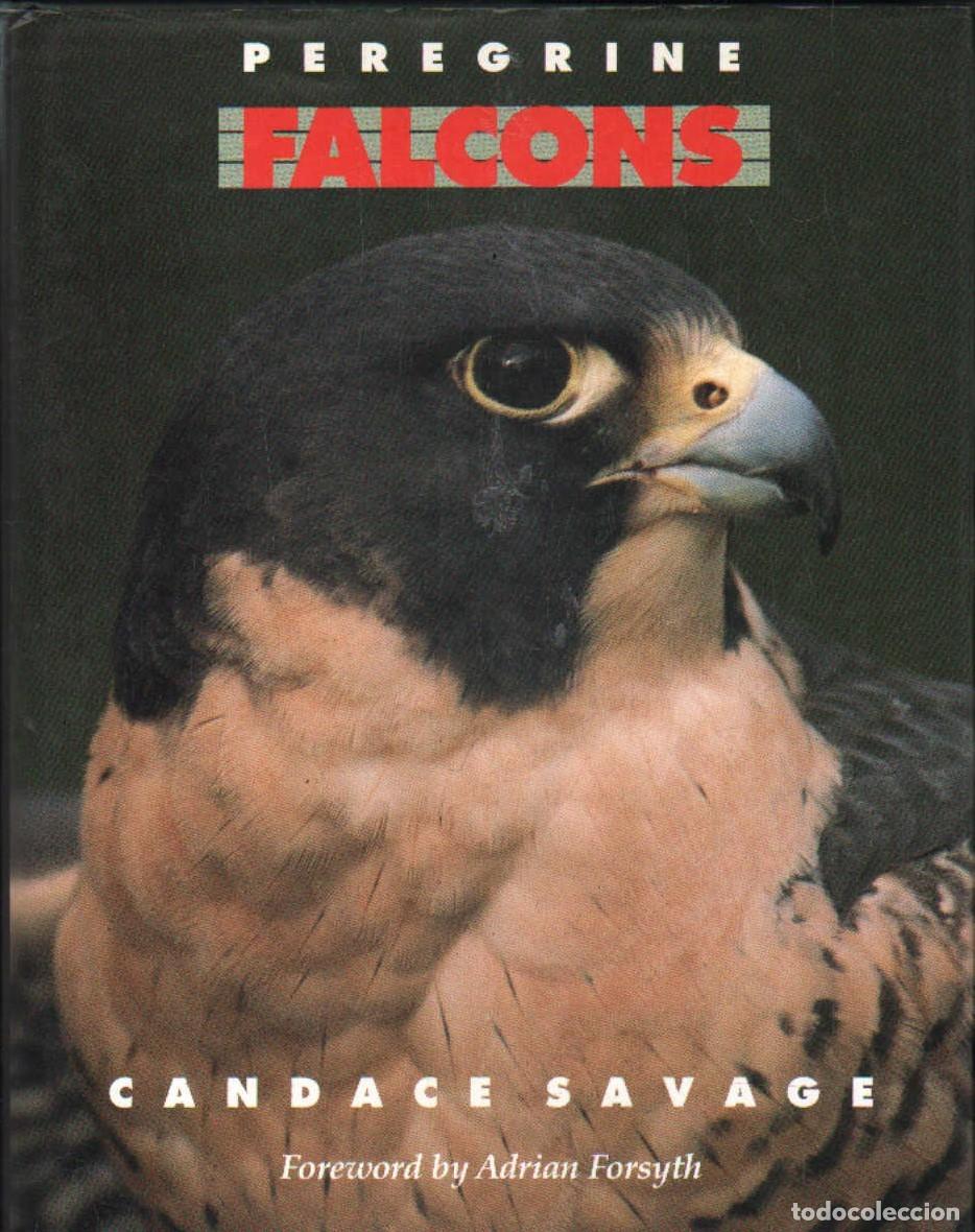 Second hand books: PEREGRINE FALCONS. CANDACE SAVAGE. FORSYTH, ADRIAN. A-ANIMAL-204