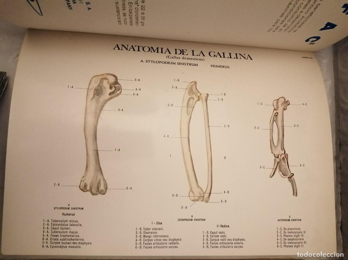 Libros de segunda mano: Anatom&iacute;a de la Gallina (Gallus domesticus) - Foto 3