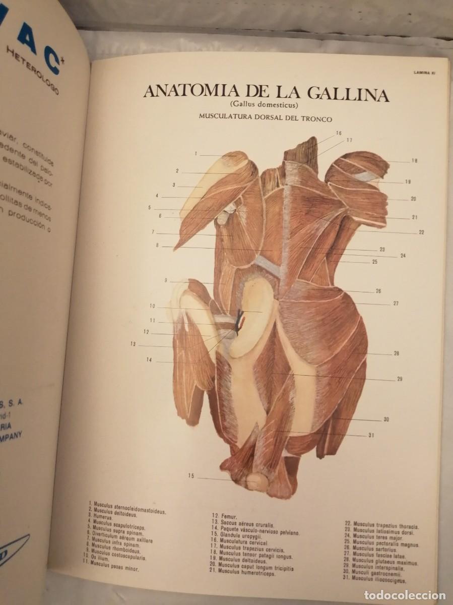 Libros de segunda mano: Anatom&iacute;a de la Gallina (Gallus domesticus) - Foto 4