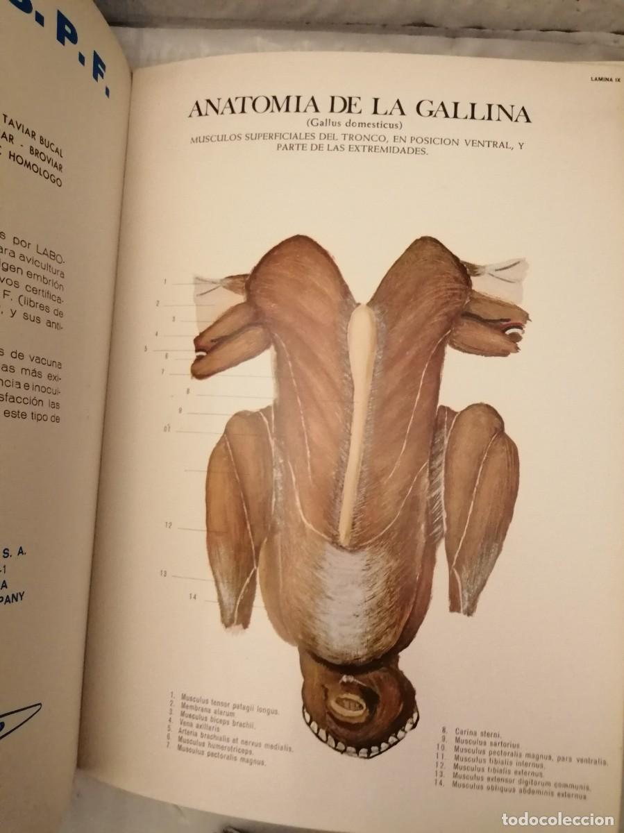 Libros de segunda mano: Anatom&iacute;a de la Gallina (Gallus domesticus) - Foto 5