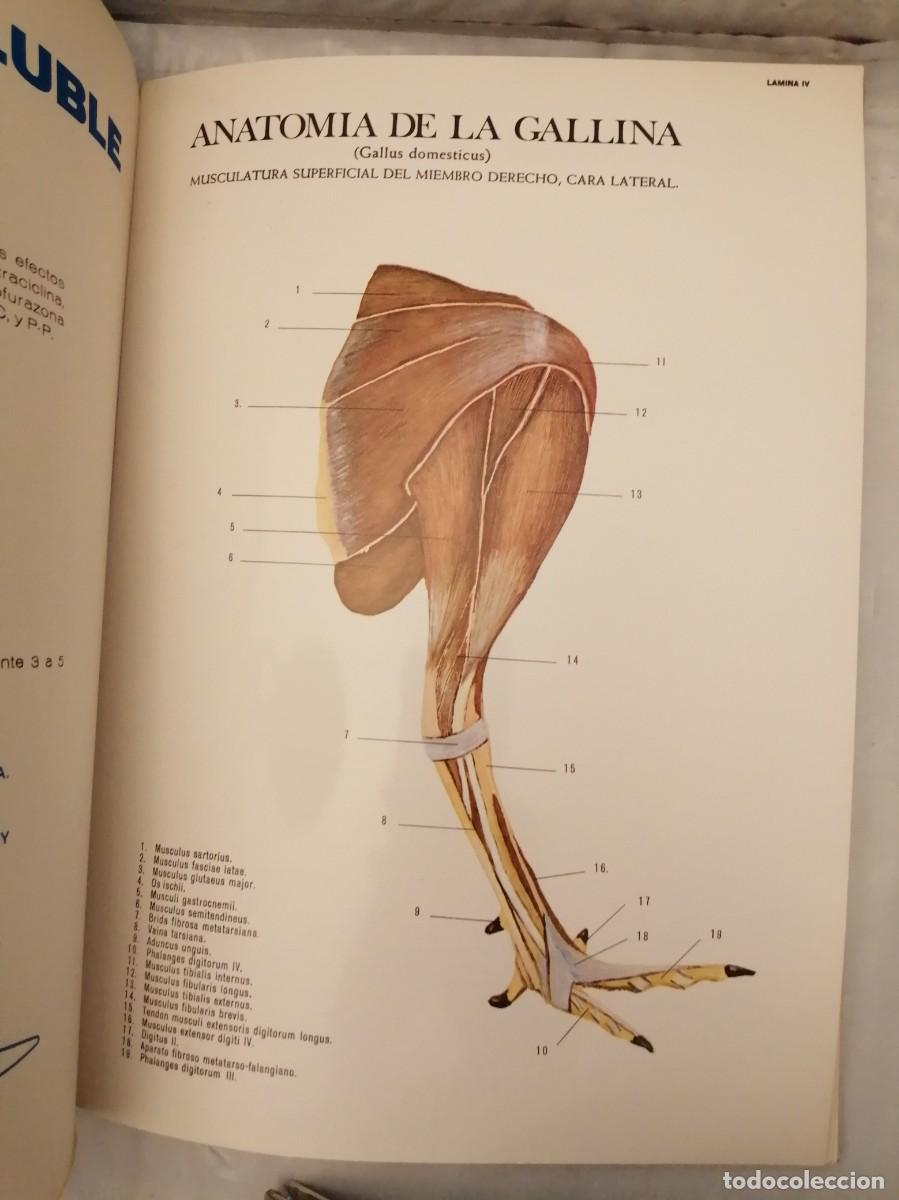 Libros de segunda mano: Anatom&iacute;a de la Gallina (Gallus domesticus) - Foto 6