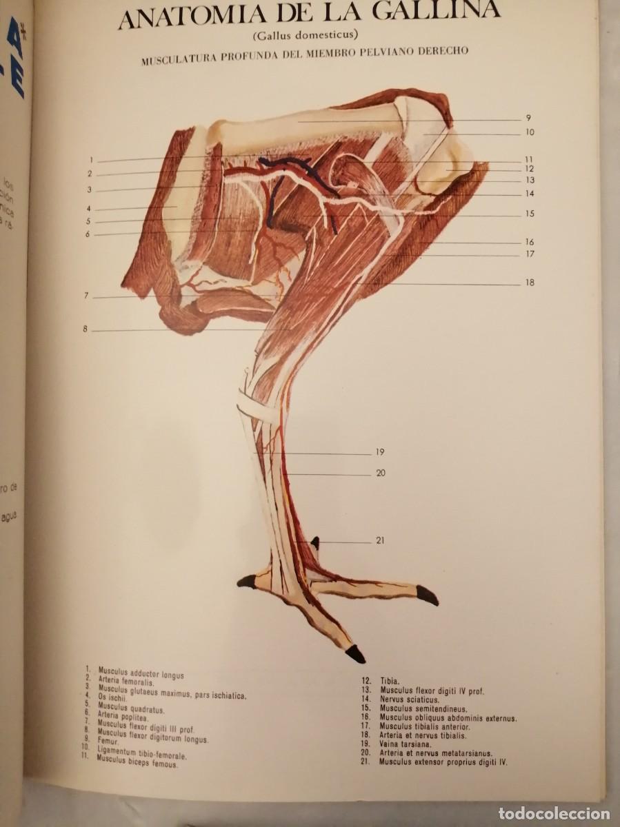 Libros de segunda mano: Anatom&iacute;a de la Gallina (Gallus domesticus) - Foto 7