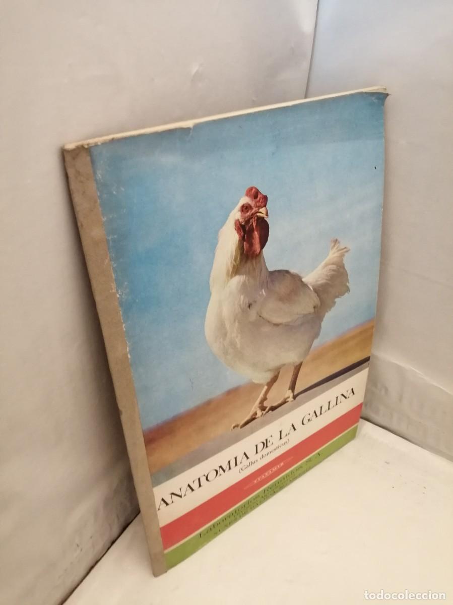 Libros de segunda mano: Anatom&iacute;a de la Gallina (Gallus domesticus) - Foto 8