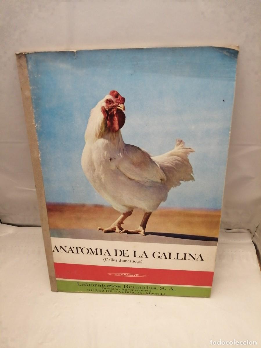 Libros de segunda mano: Anatom&iacute;a de la Gallina (Gallus domesticus) - Foto 1