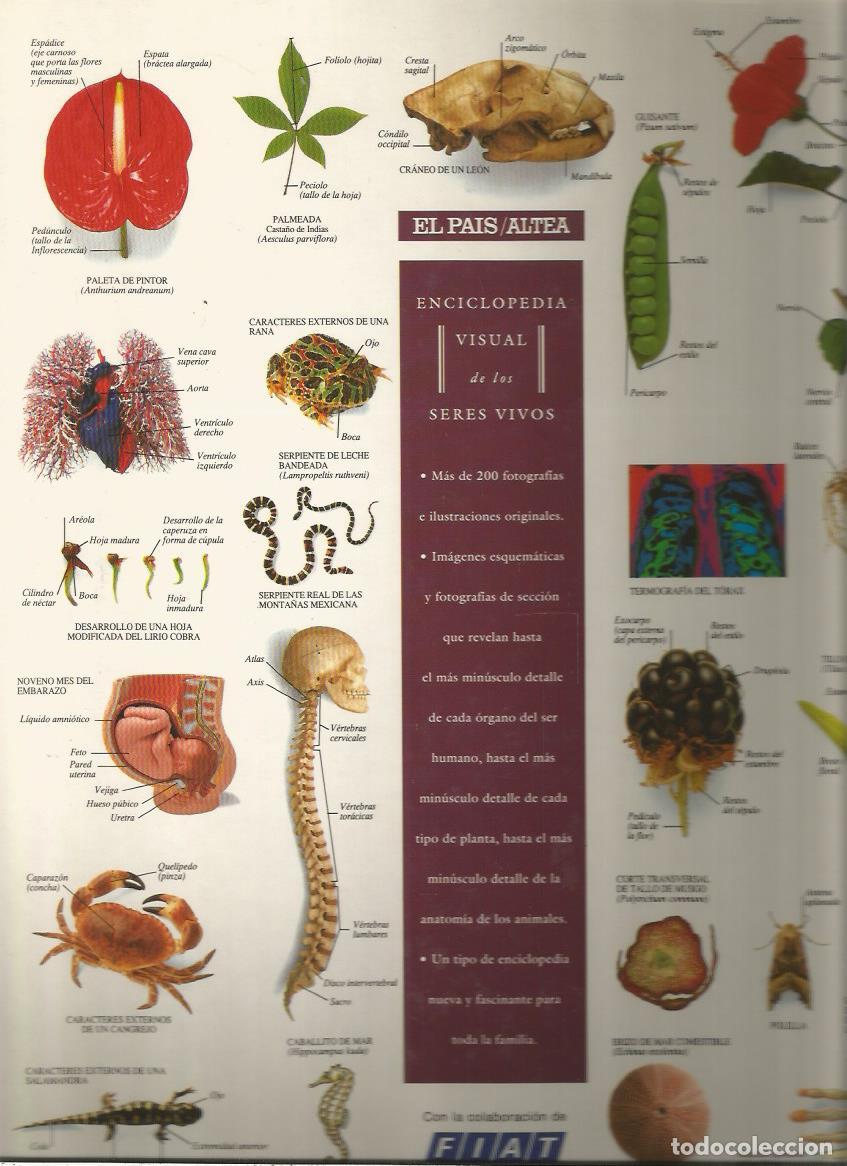 Libros de segunda mano: Enciclopedia visual de los seres vivos - Varios autores - Foto 2