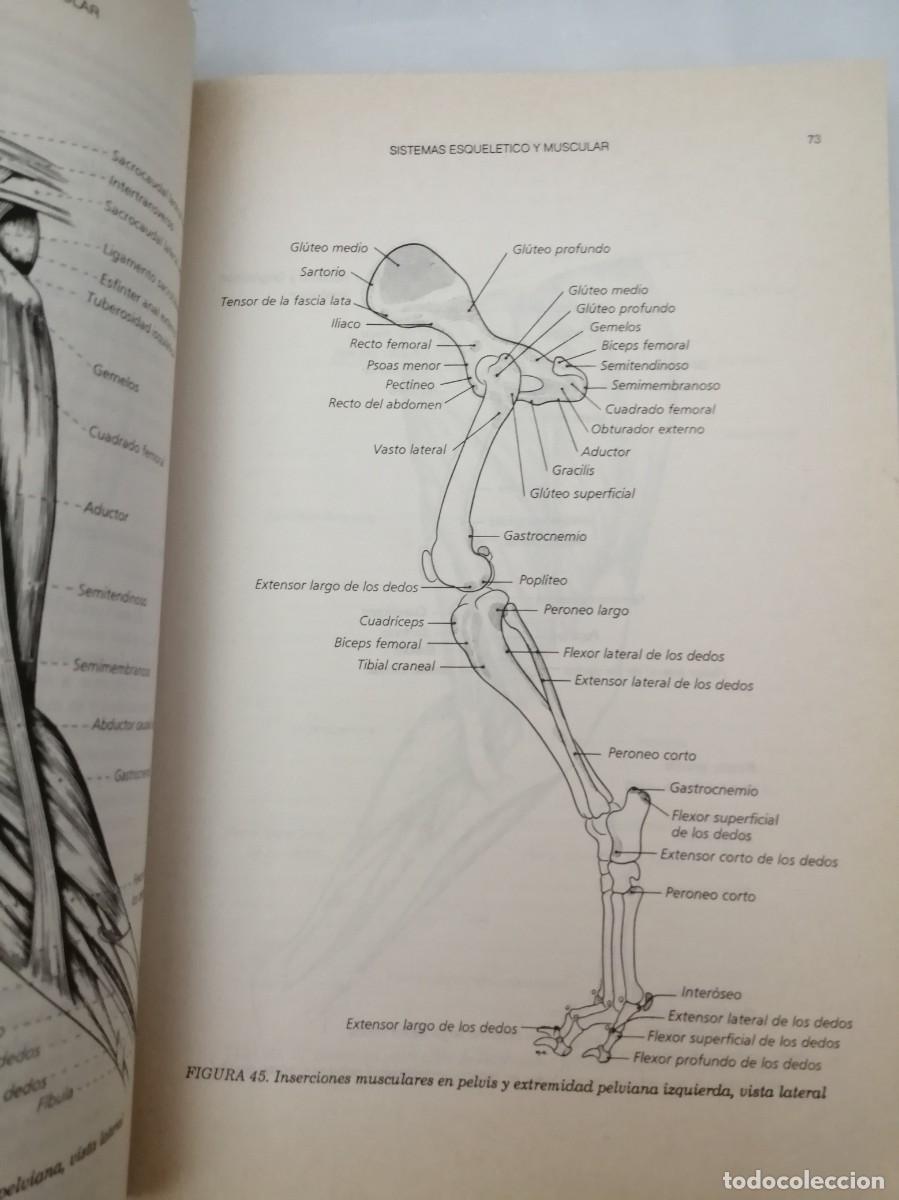 Libros de segunda mano: Disecci&oacute;n del Perro (Tercera edici&oacute;n) - Foto 3
