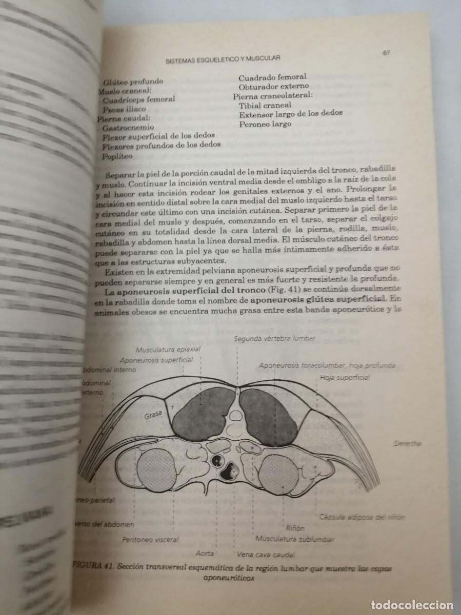 Libros de segunda mano: Disecci&oacute;n del Perro (Tercera edici&oacute;n) - Foto 4