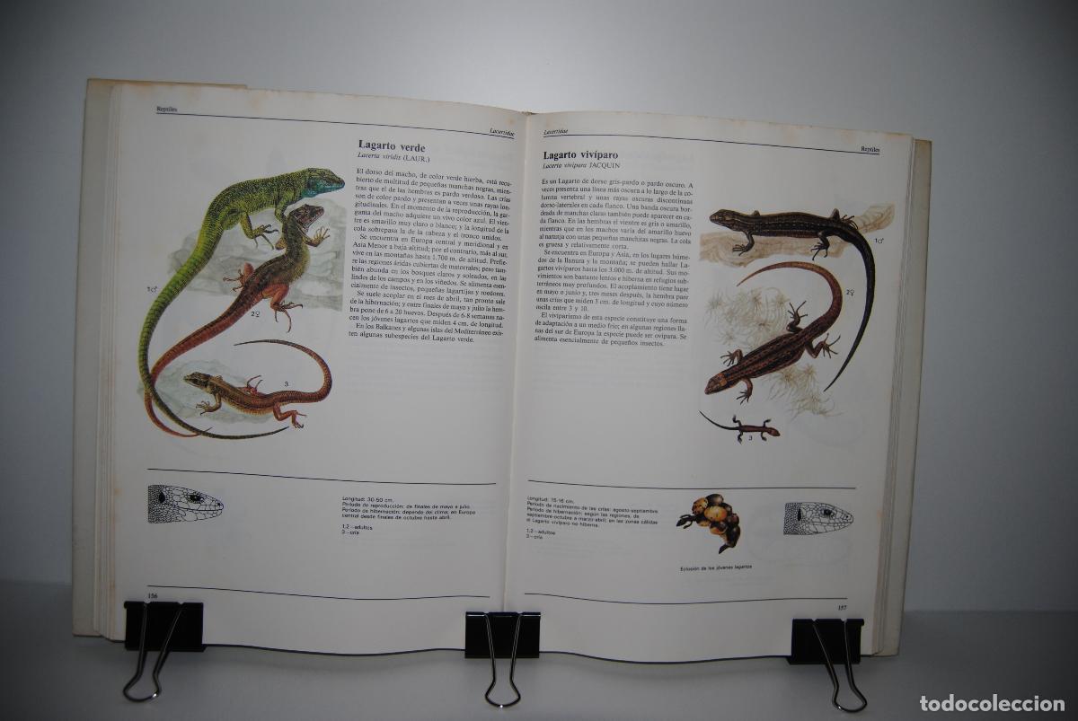 Libros de segunda mano: El gran libro de los animales - Varios autores - Foto 3