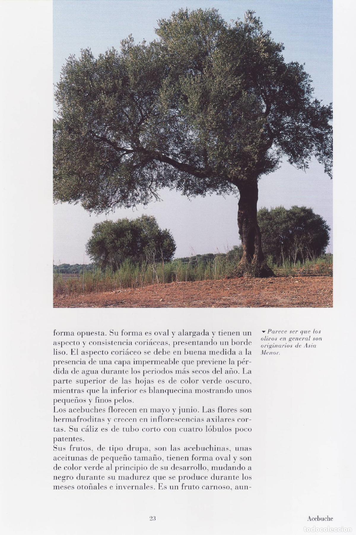 Libros de segunda mano: Bosques - Pardo, Miguel - Foto 2