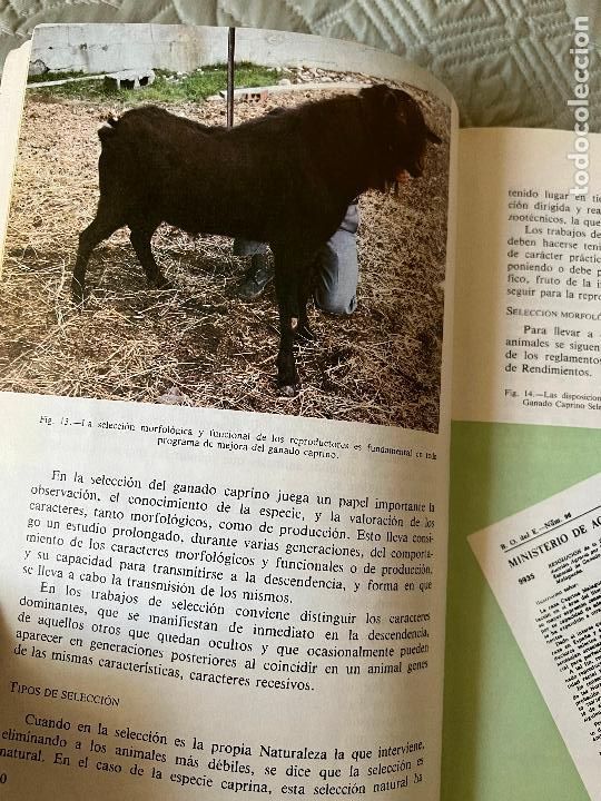Libros de segunda mano: INTERESANTE LIBRO - MANUAL SOBRE CABRAS - MADRID 1983 - Foto 4