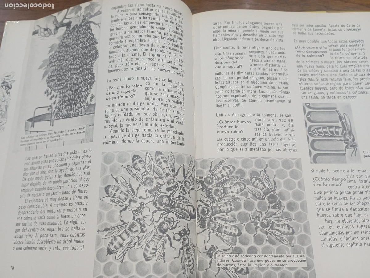 Libros de segunda mano: Como y por que de las Hormigas y abejas - AM1 - Foto 3