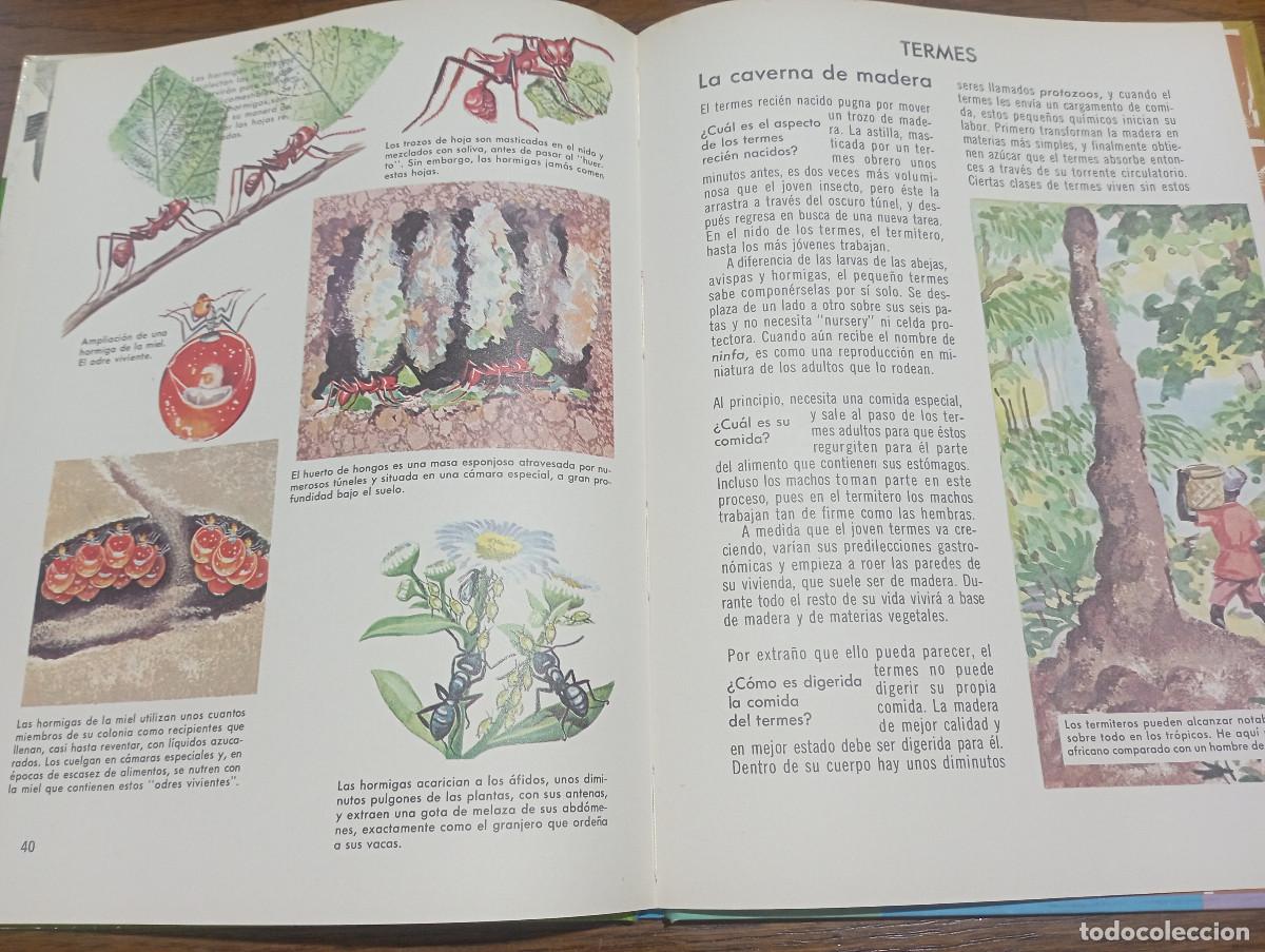 Libros de segunda mano: Como y por que de las Hormigas y abejas - AM1 - Foto 4