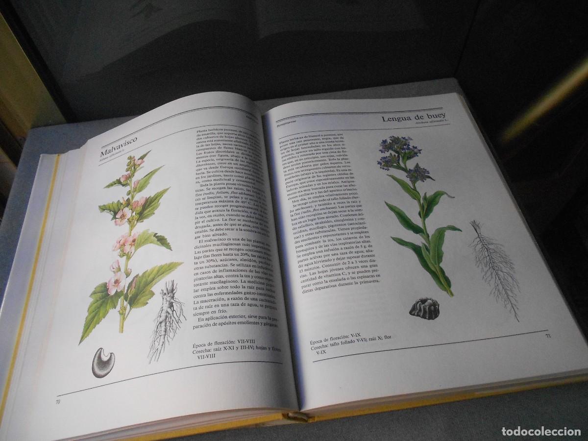 Libros de segunda mano: EL GRAN LIBRO DE LAS PLANTAS MEDICINALES - Foto 6