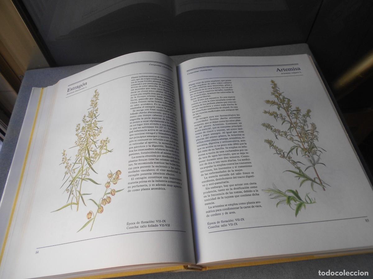 Libros de segunda mano: EL GRAN LIBRO DE LAS PLANTAS MEDICINALES - Foto 7