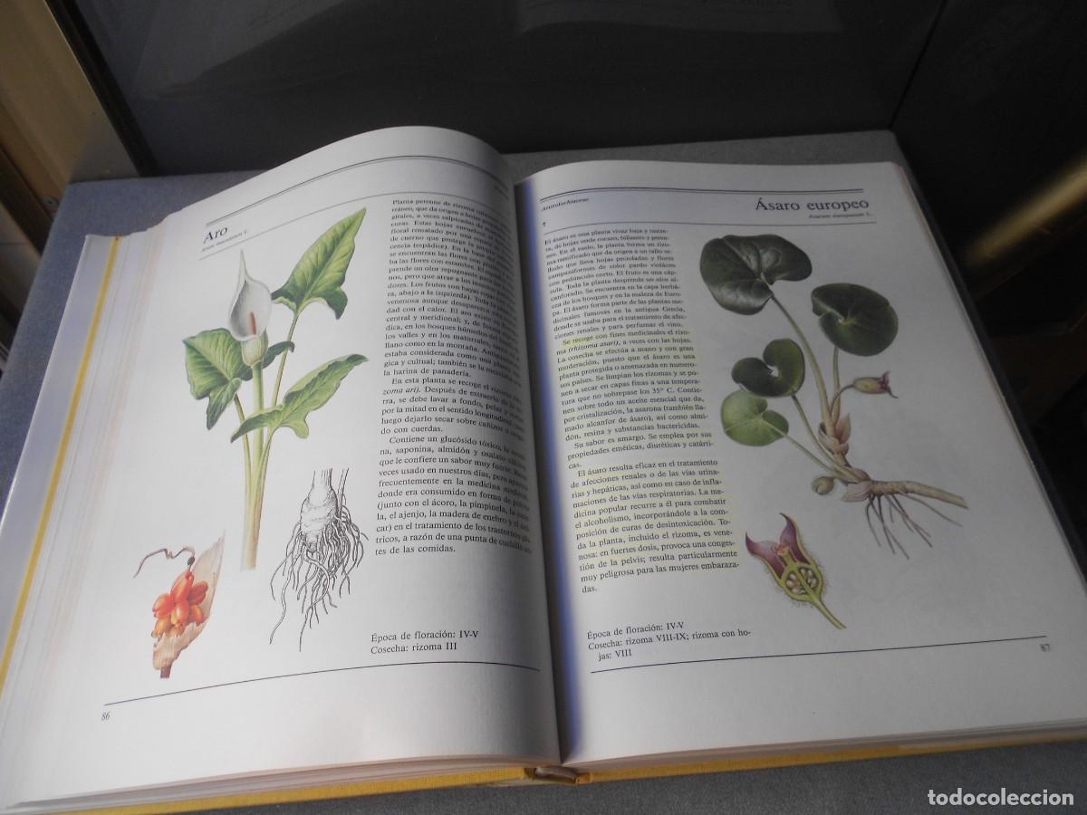 Libros de segunda mano: EL GRAN LIBRO DE LAS PLANTAS MEDICINALES - Foto 8