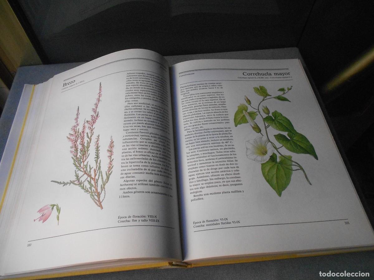 Libros de segunda mano: EL GRAN LIBRO DE LAS PLANTAS MEDICINALES - Foto 9