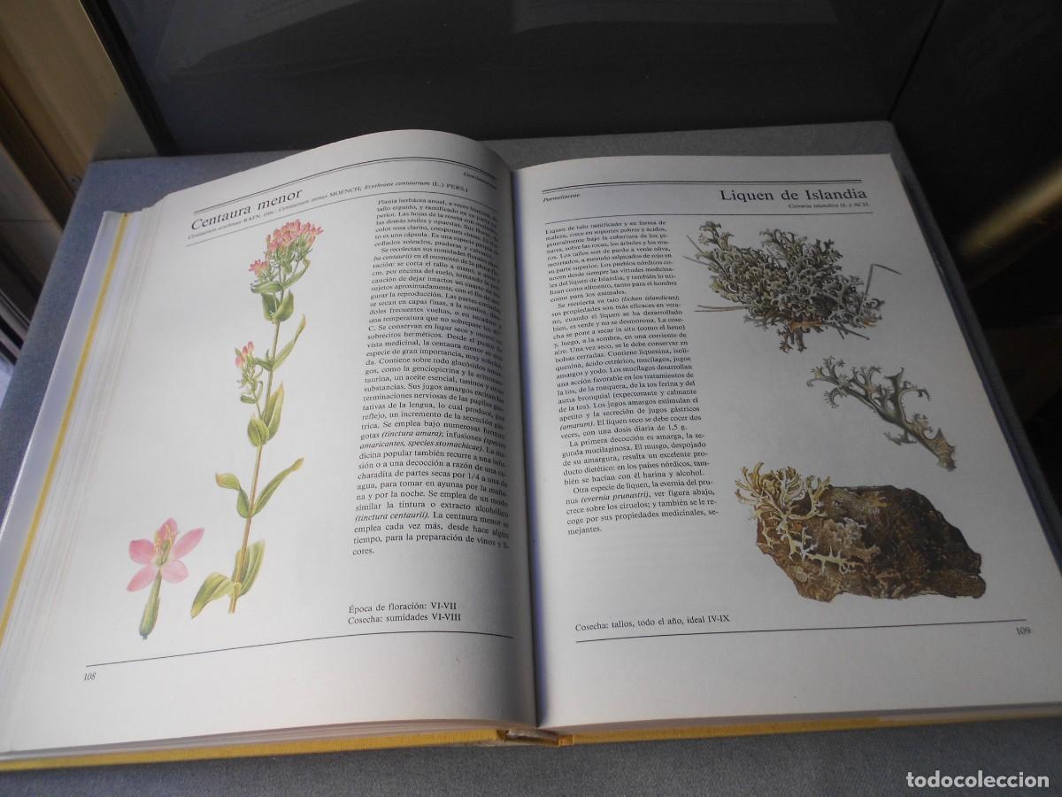 Libros de segunda mano: EL GRAN LIBRO DE LAS PLANTAS MEDICINALES - Foto 10