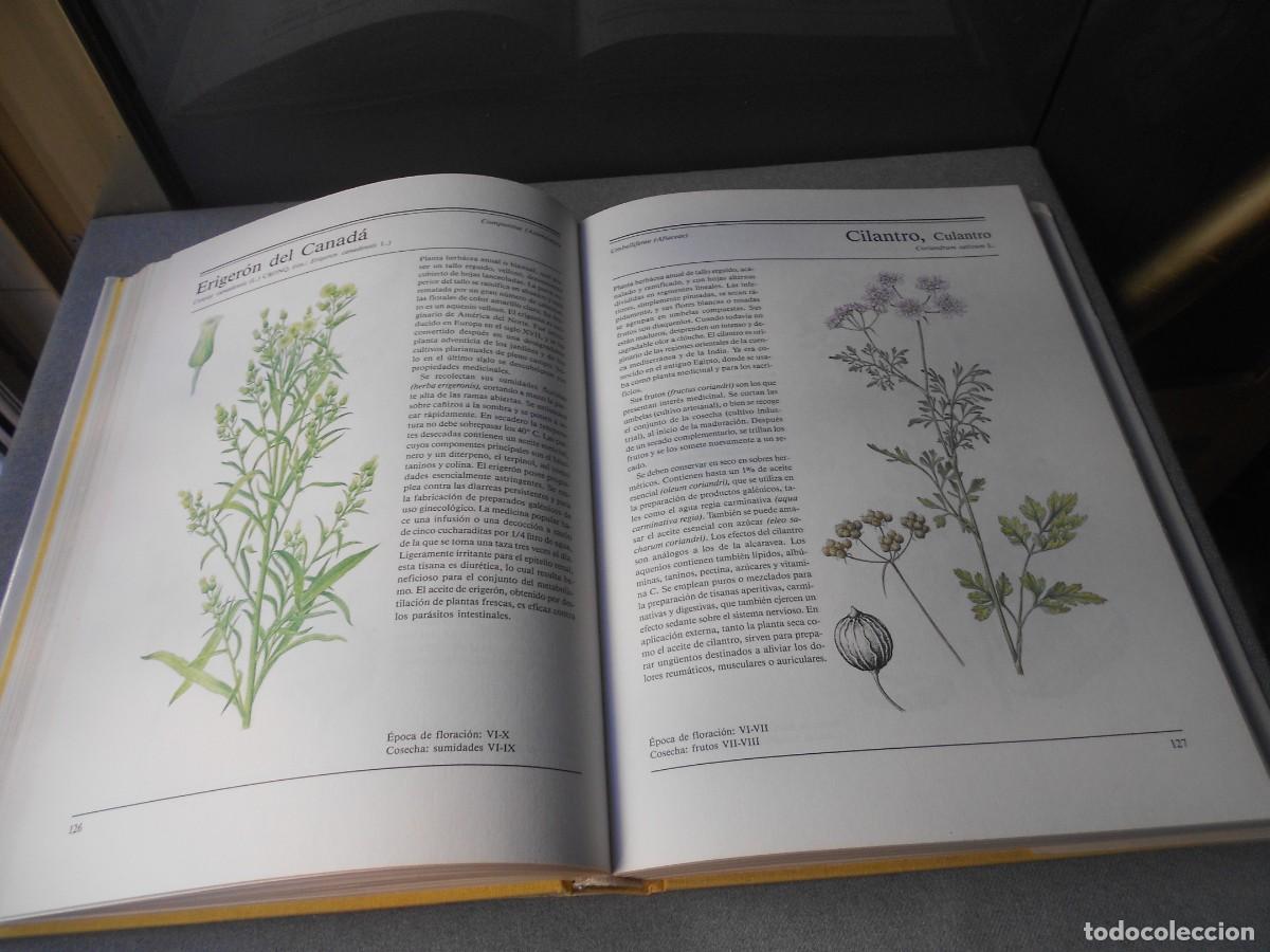 Libros de segunda mano: EL GRAN LIBRO DE LAS PLANTAS MEDICINALES - Foto 12