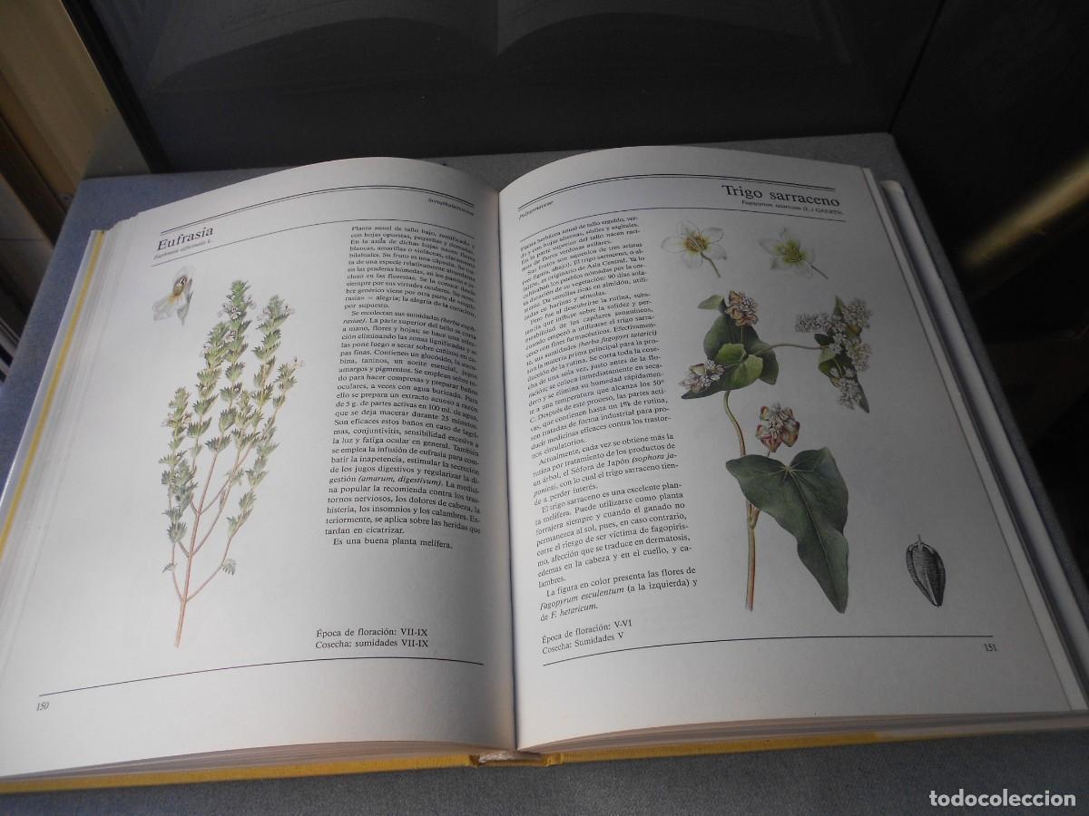 Libros de segunda mano: EL GRAN LIBRO DE LAS PLANTAS MEDICINALES - Foto 13