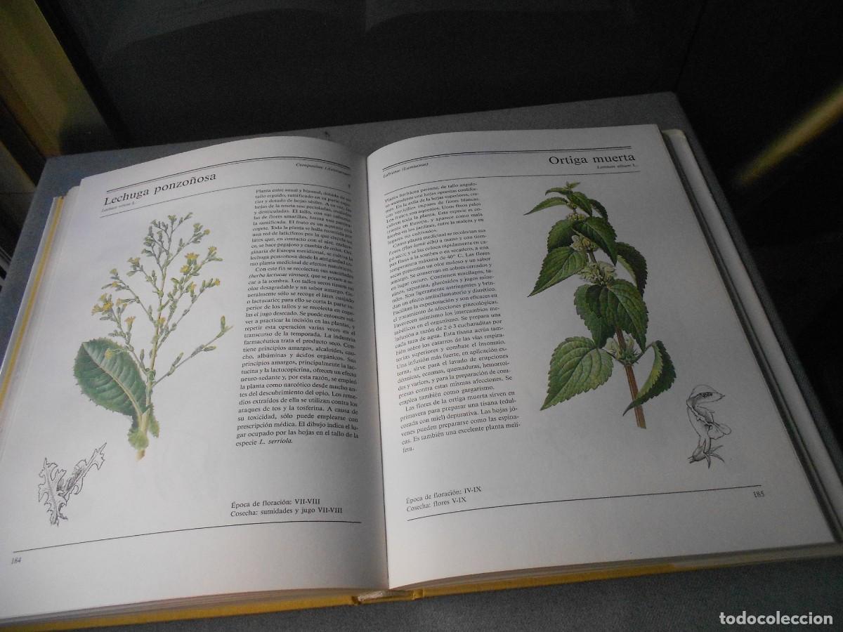Libros de segunda mano: EL GRAN LIBRO DE LAS PLANTAS MEDICINALES - Foto 14
