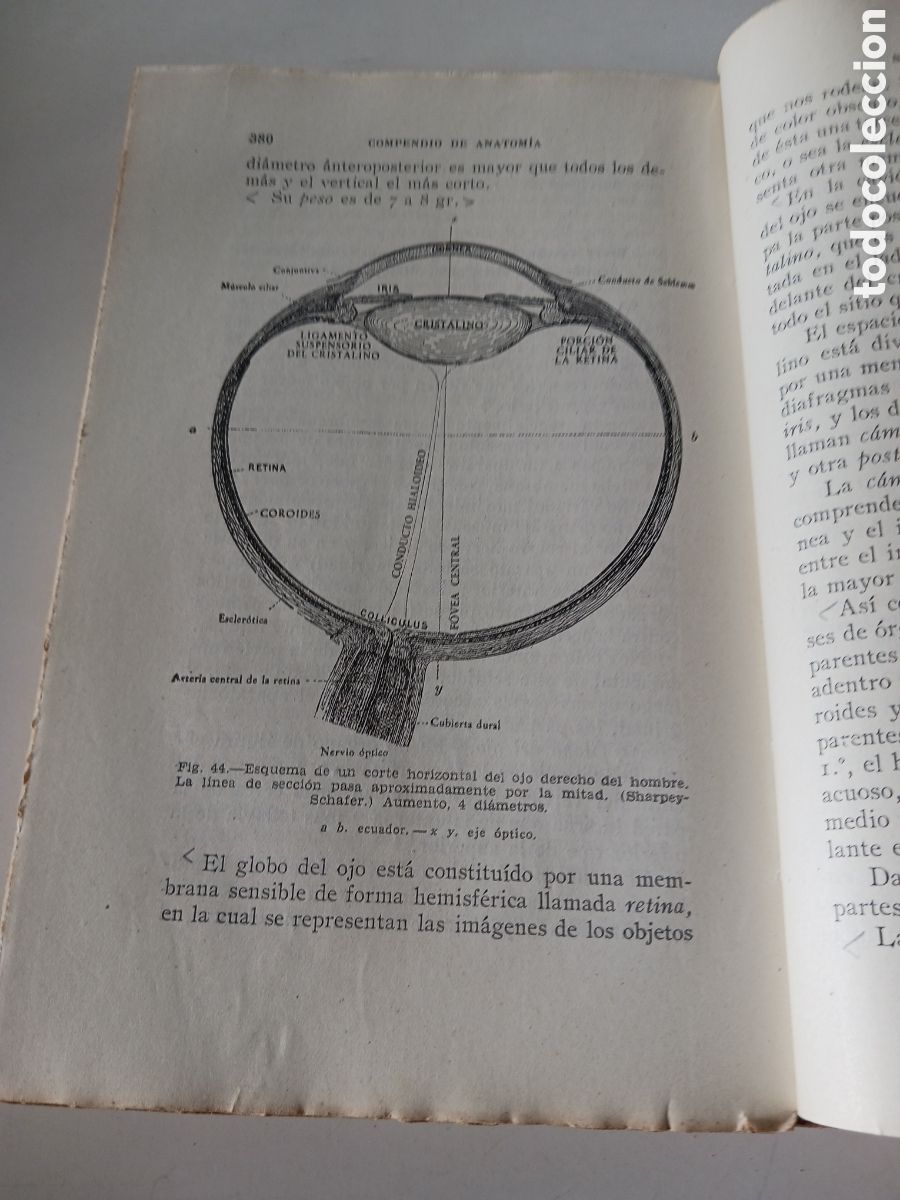 Libros de segunda mano: Compendio de anatom&iacute;a Dr A. Cubells Blasco 1949 - Foto 6