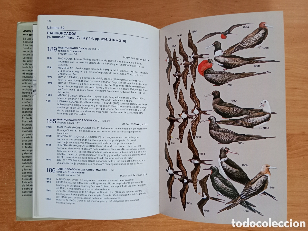 Libros de segunda mano: AVES MARINAS, UNA GU&Iacute;A DE IDENTIFICACI&Oacute;N, PETER HARRISON - Foto 7