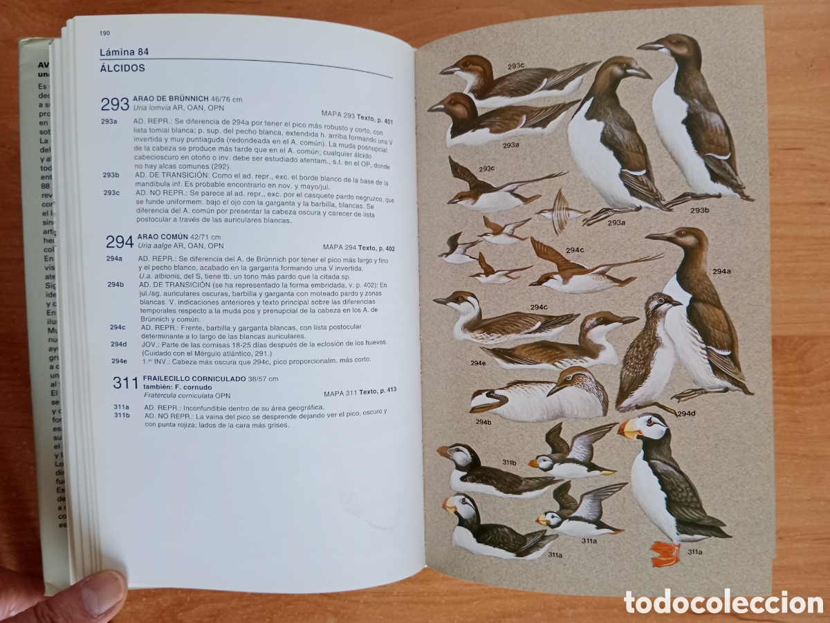 Libros de segunda mano: AVES MARINAS, UNA GU&Iacute;A DE IDENTIFICACI&Oacute;N, PETER HARRISON - Foto 8