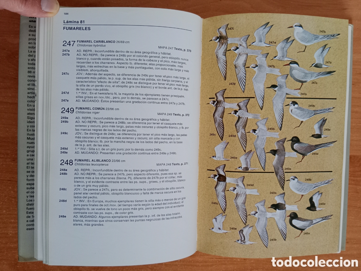 Libros de segunda mano: AVES MARINAS, UNA GU&Iacute;A DE IDENTIFICACI&Oacute;N, PETER HARRISON - Foto 9