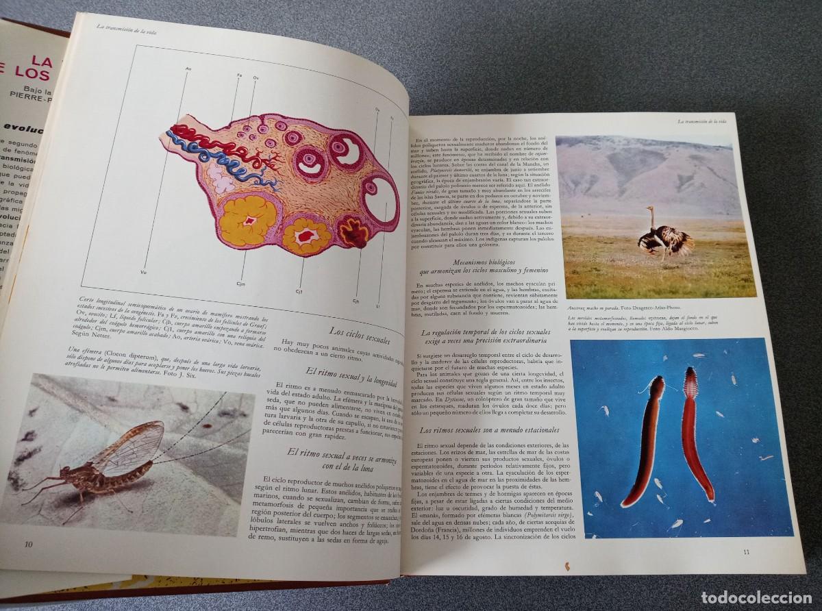 Libros de segunda mano: Lote Enciclopedias La Vida De Los Animales - Foto 14