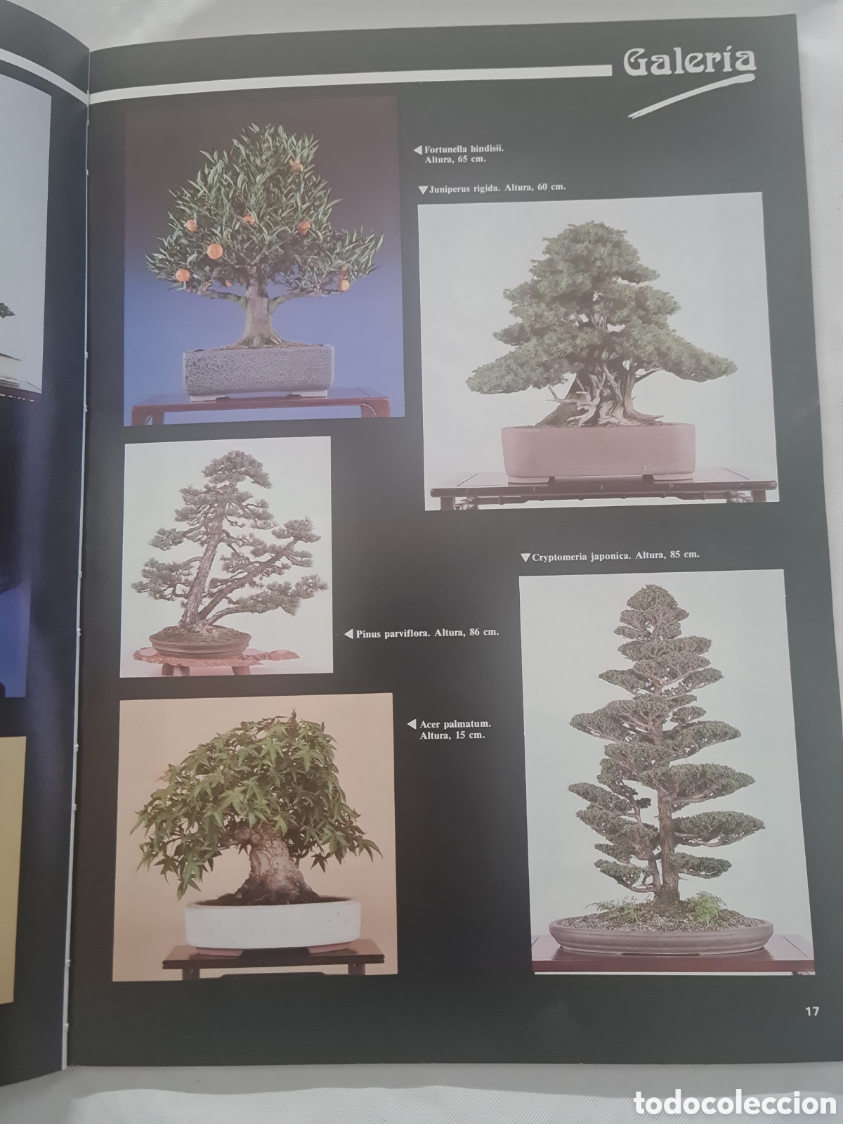 Libros de segunda mano: Revista Bonsai N 8 - Foto 2